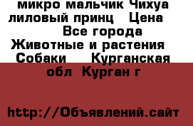 микро мальчик Чихуа лиловый принц › Цена ­ 90 - Все города Животные и растения » Собаки   . Курганская обл.,Курган г.